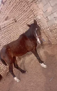 اسب مادیان سواری 3سال جوان