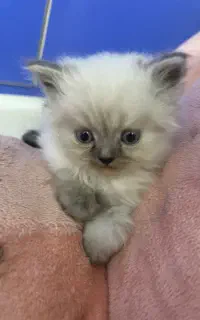 بچه گربه