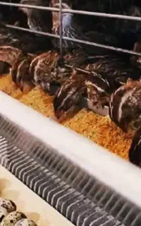 بلدرچین