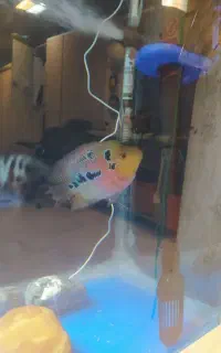 ماهی فلاور.فلاور باکس