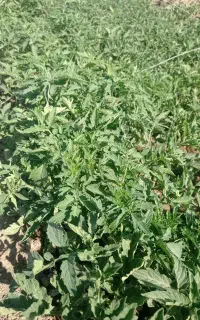 گوجه فرنگی