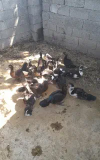 اردک اسرائیلی (ژاپنی)