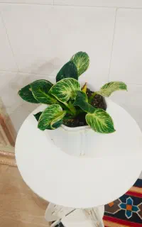 گل زیبای  برکین  با گلدان سرامیکی نو