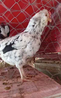 تخم نطفه دار لری خال سوزنی اصل