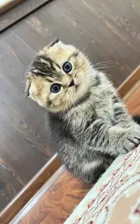 بچه گربه اسکاتیش دبل فولد