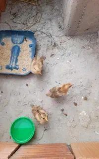 ۳عددجوجه دورگ