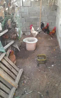 خروس