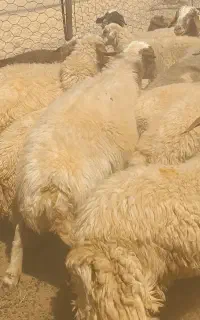 قوچ