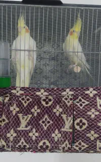 کاور قفس دامنی قفس باکس قفس