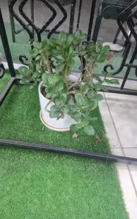 گل قاشقی