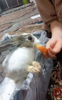 خرگوش