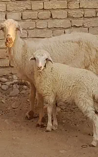۴ راس میش بره