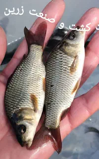 بچه ماهی کپور طلائی