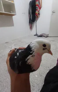 کبوتر