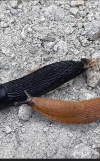 حلزون سیاه اروپایی