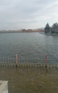 چیدن لوبیا اتوام