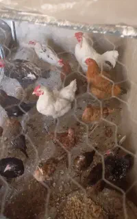 تعدادی مرغ خروس