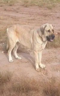 سگ کانگال ماده مالاکی