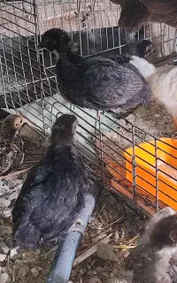 جوجه یک و 25روزه سبرایت و امپراطور گلپایگانی