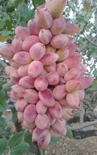 از هردرخت پسته ۷۰ کیلو برداشت کن/همشم صادر کن