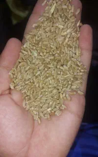 گندم دیم.رقم سارنگ