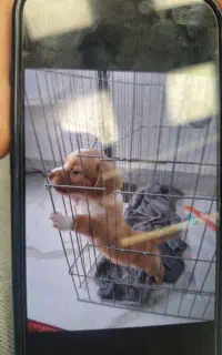 سگ پا کوتاه  ۳ ماهه