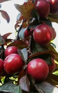 نهال کیسه ای فروش بصورت خرده و عمده