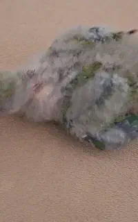 طوطی