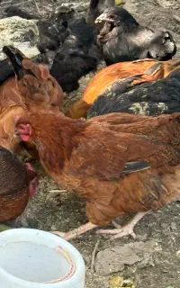 نیمچه مرغ و خروس محلی