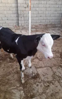 گوساله دوماهه ونیم