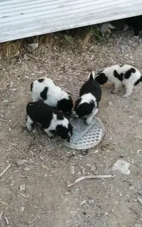 واگذاری توله سگ