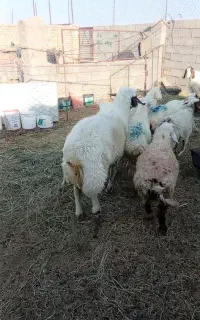 قوچ سنجابی