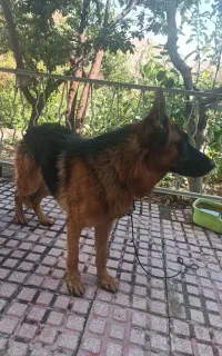 واگذاری سگ ژرمن یکساله
