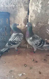 پلاکی ثبتی