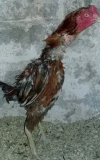 لاری ناب