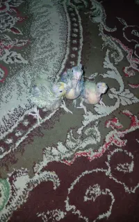 3تاجوجه عروس سرلاکی ویه ماده توسی یک ساله