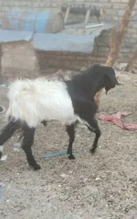 کهره مری اصل