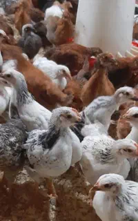 جوجه مرغ گلپایگانی ۵۰روزه و واکسن خورده