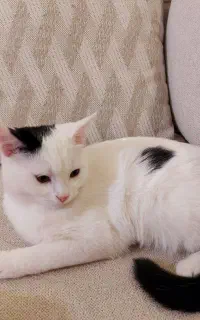 بچه گربه