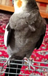 پرنده عروس هلندی