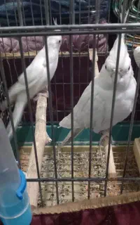 عروس هلندی آلبینو چشم شرابی
