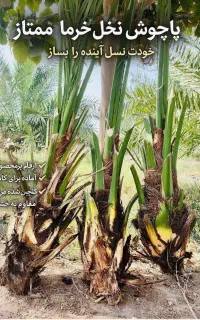 300 بوته نهال برحی در وزن های مختلف