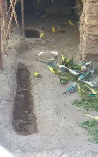 مرغ عشق سرحال
