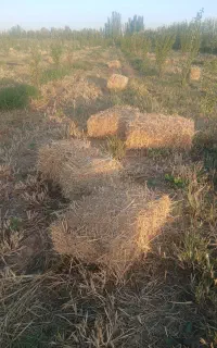 علف پرسی