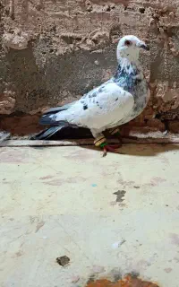 کبوتر سار پشت سرخ گم شوده