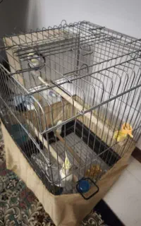 جفت عروس نر وماده