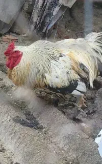خروس بسیار درشت برهما