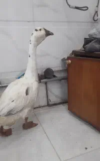 غاز