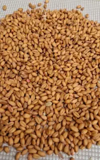گندم کودشت  اصلاح شده