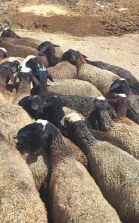 گوسفند نژاد چند قلو زای شال